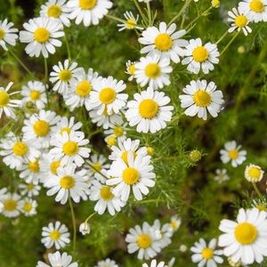 Meet your Posher, Valynn